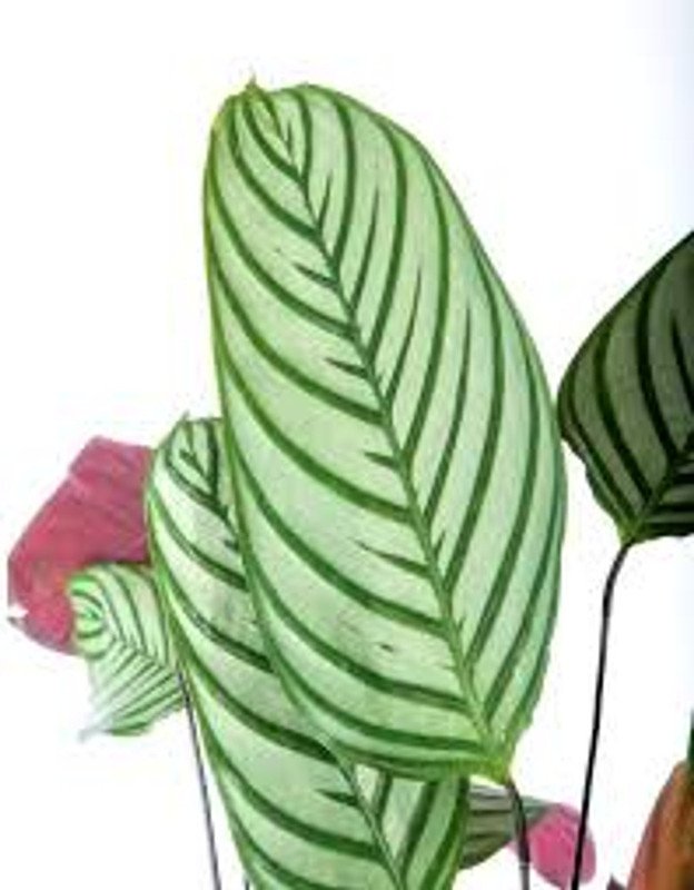 Wonderful Calathea Oppenheimiana Giant Bamburanta Garden Plant