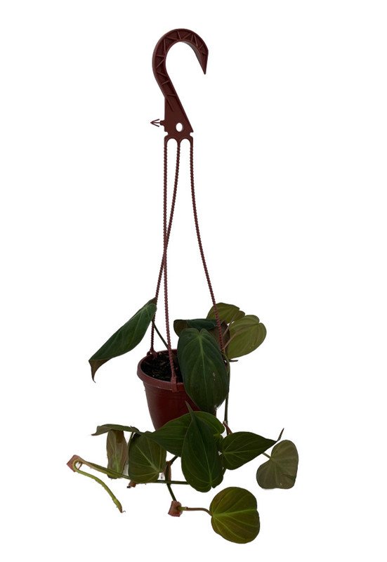 Wonderful Philodendron Velvet Leaf Bronze Micans Vine Garden Plant