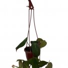 Wonderful Philodendron Velvet Leaf Bronze Micans Vine Garden Plant