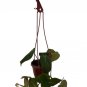 Wonderful Philodendron Velvet Leaf Bronze Micans Vine Garden Plant