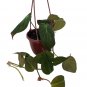 Wonderful Philodendron Velvet Leaf Bronze Micans Vine Garden Plant