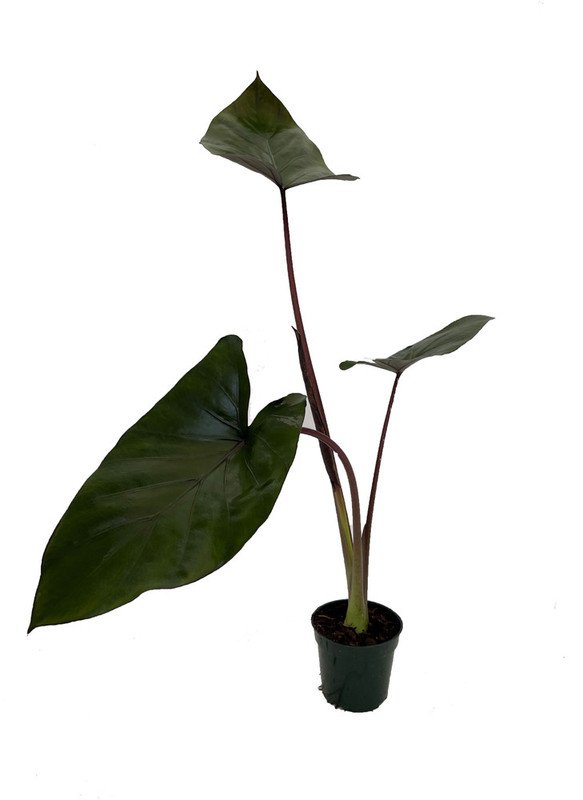Wonderful Alocasia Rare Metalhead Garden Plant