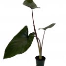 Wonderful Alocasia Rare Metalhead Garden Plant
