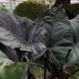 Wonderful Alocasia Rare Metalhead Garden Plant