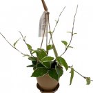 Wonderful Hoya Krimson Queen Wax Garden Plant