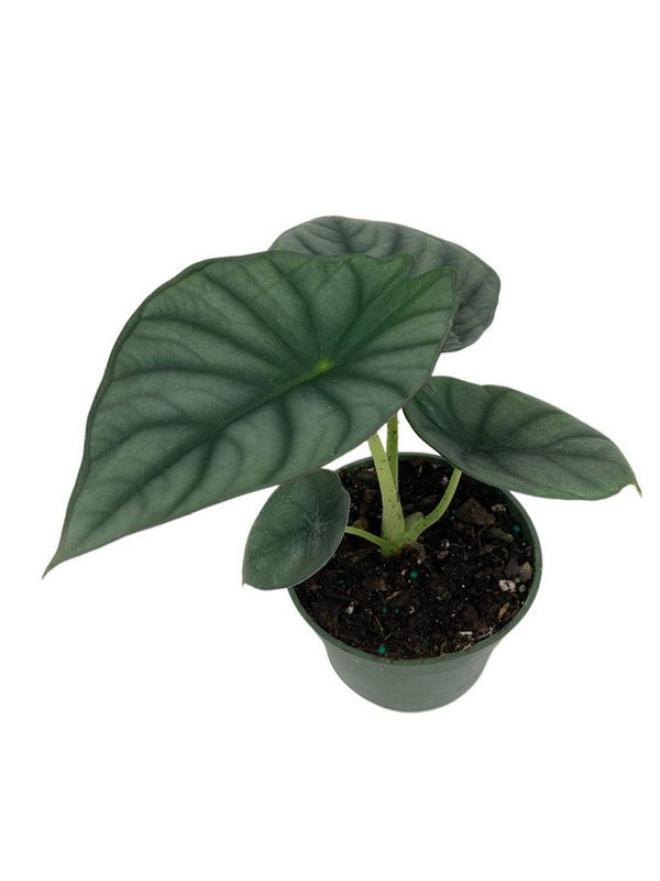 Wonderful Alocasia Jewel Rare Nebula Black Diamond Garden Plant