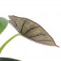Wonderful Alocasia Jewel Rare Nebula Black Diamond Garden Plant