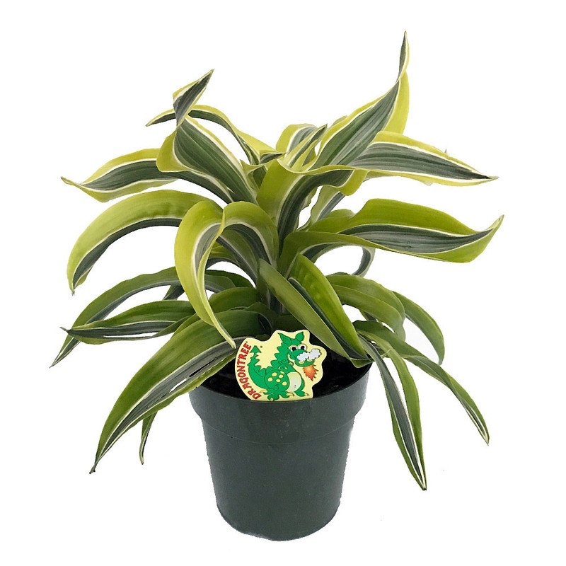 Wonderful Dracaena Lemon Surprise Madagascar Dragon Garden Plant