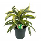 Wonderful Dracaena Lemon Surprise Madagascar Dragon Garden Plant