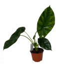 Wonderful Alocasia Sinuata Elephant Ear Quilted Dream Mirror Face Garden Plant