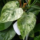Wonderful Philodendron scandens Rare Variegated Heart Leaf Garden Plant