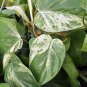 Wonderful Philodendron scandens Rare Variegated Heart Leaf Garden Plant