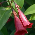 Wonderful Lily Portlandia coccinea Red Bell Flower Tree Beautiful Garden Plant