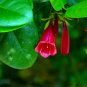 Wonderful Lily Portlandia coccinea Red Bell Flower Tree Beautiful Garden Plant
