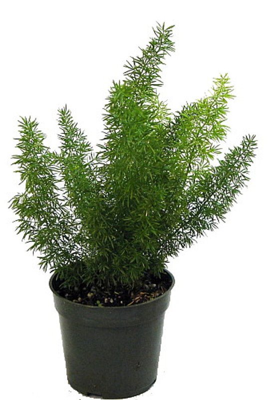 Wonderful Asparagus meyerii Foxtail Fern Garden Plant