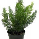 Wonderful Asparagus meyerii Foxtail Fern Garden Plant
