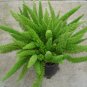 Wonderful Asparagus meyerii Foxtail Fern Garden Plant
