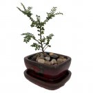 Wonderful Ulmus parvifolia Seiju Dwarf Chinese Elm Garden Plant
