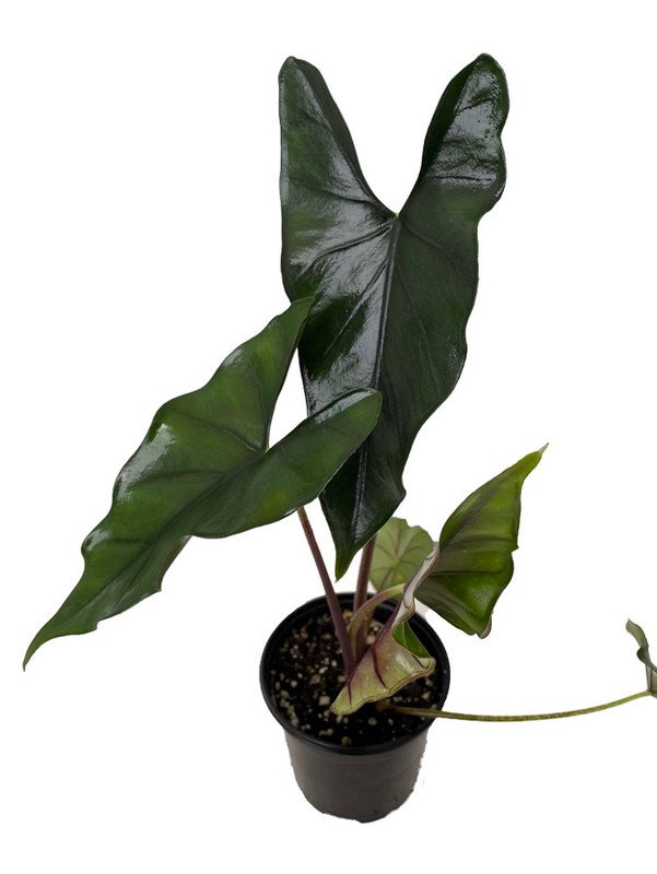 Wonderful Alocasia Purple Cloak Garden Plant