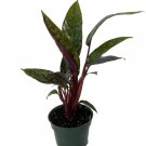 Wonderful Apoballis Lavallaei Purple Sword Homalomena Garden Plant