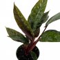 Wonderful Apoballis Lavallaei Purple Sword Homalomena Garden Plant