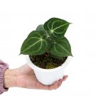 Wonderful Anthurium Clarinervium Rare Velvet Cardboard Garden Plant