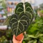Wonderful Anthurium Clarinervium Rare Velvet Cardboard Garden Plant