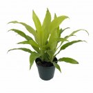 Wonderful Dracaena Limelight Madagascar Dragon Tree Garden Plant