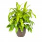 Wonderful Dracaena Limelight Madagascar Dragon Tree Garden Plant