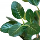Wonderful Ficus benghalensis Audrey Indian Banyon Fig Tree Garden Plant