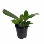 Wonderful Ficus benghalensis Audrey Indian Banyon Fig Tree Garden Plant