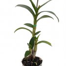 Wonderful Dendrobium Orchid Garden Plant