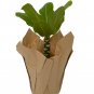 Wonderful Brighamia insignis Hawaiian Palm Garden Plant