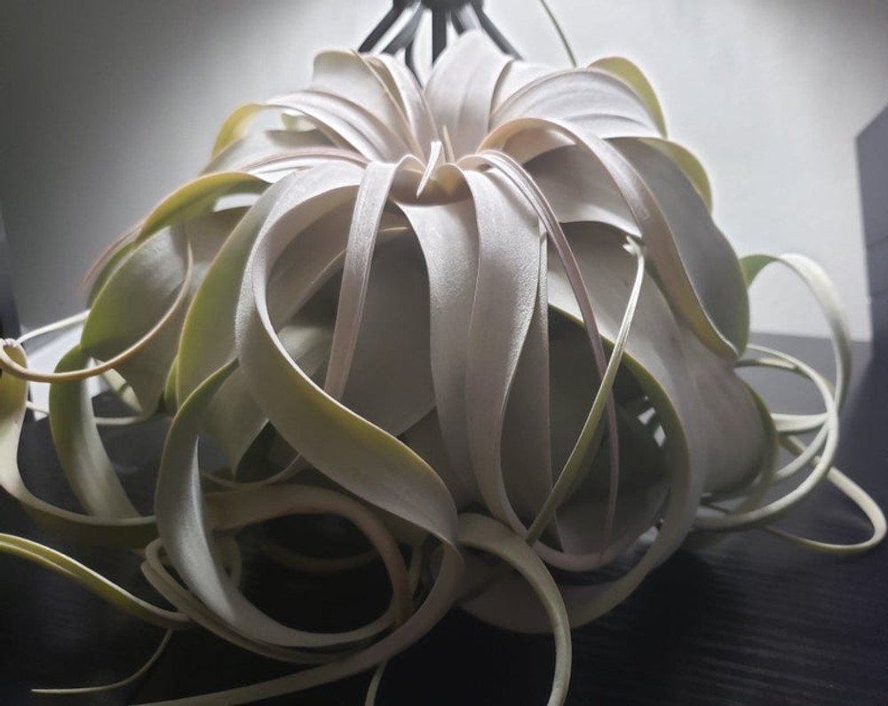 Wonderful Tillandsia xerographica Silver Beauty Air Garden Plant