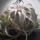 Wonderful Tillandsia xerographica Silver Beauty Air Garden Plant