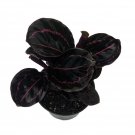 Wonderful Calathea roseopicta Dottie Rose Painted Prayer Garden Plant