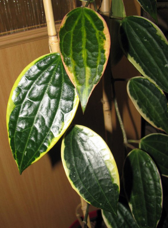 Wonderful Hoya macrophylla Rare Macro Wax Garden Plant