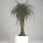 Wonderful Beaucarnea Stump Guatemalan Red Ponytail Palm Garden Plant