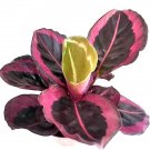 Wonderful Calathea Princess Jessie Prayer Beautiful Garden Plant