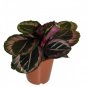 Wonderful Calathea Princess Jessie Prayer Beautiful Garden Plant