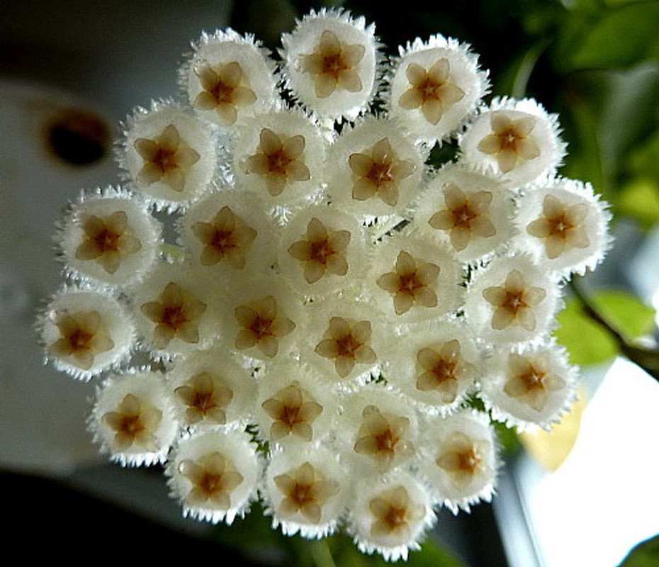 Wonderful Hoya lacunosa Cinnamon Scented Wax Beautiful Garden Plant