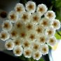 Wonderful Hoya lacunosa Cinnamon Scented Wax Beautiful Garden Plant