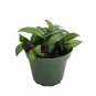 Wonderful Hoya lacunosa Cinnamon Scented Wax Beautiful Garden Plant