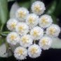 Wonderful Hoya lacunosa Cinnamon Scented Wax Beautiful Garden Plant