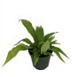 Wonderful Crocodile Rare Snakeskin Fern Garden Plant