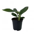 Wonderful Rhaphidophora decursiva The Giant Climber Dragon Tail Garden Plant