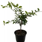 Wonderful Malpighia emarginata Barbados Cherry Beautiful Garden Plant