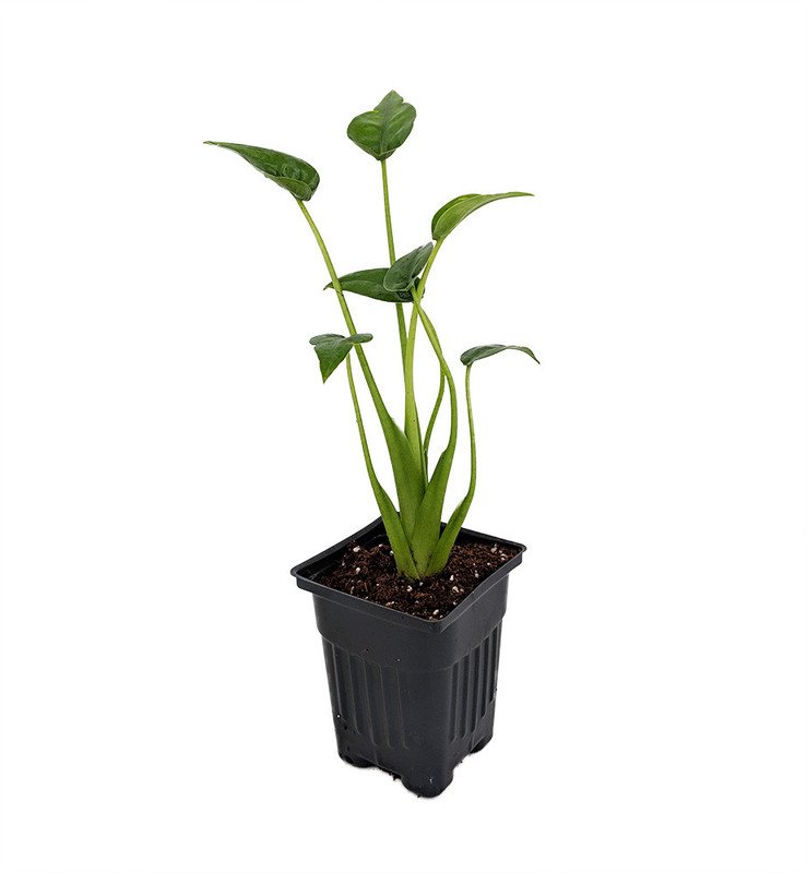 Wonderful Alocasia Tiny Dancers Elephant Ear Garden Plant