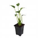 Wonderful Alocasia Tiny Dancers Elephant Ear Garden Plant