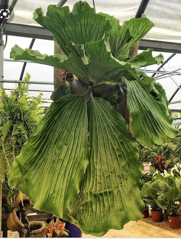 Wonderful Platycerium elephantotis Angola Staghorn Fern Garden Plant